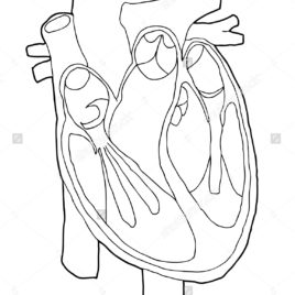 268x268 Human Organs Coloring Pages For Kids Human Body Organ Printables