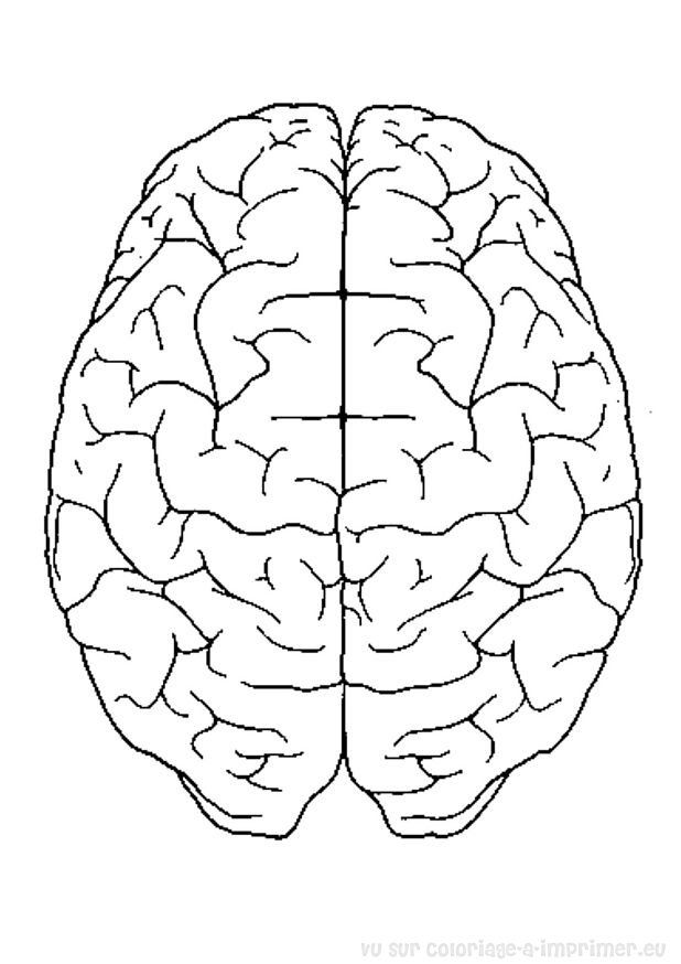 618x874 Interesting Design Brain Coloring Page Brain Coloring Page School