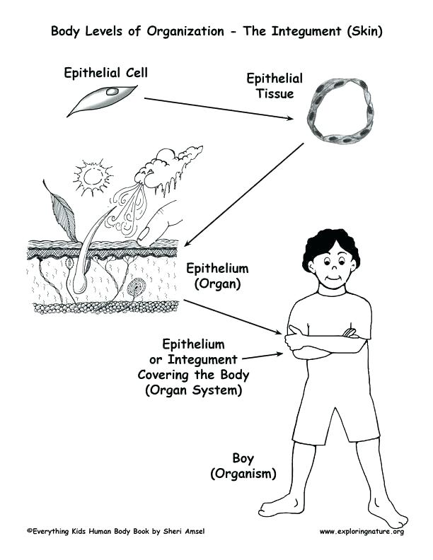 612x792 Body Systems Coloring Pages Human Body Coloring Pages Human Body