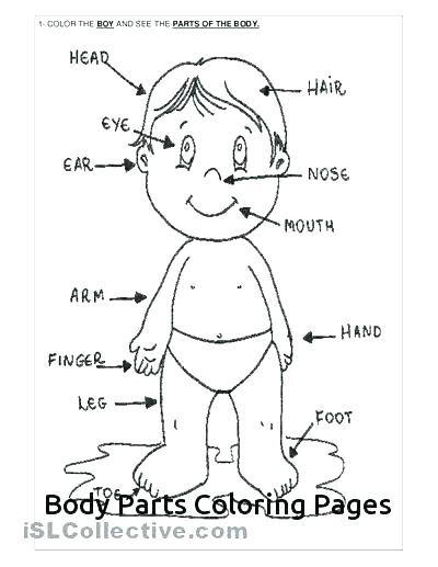 400x517 Body Systems Coloring Pages Human Body Coloring Pages Human Body