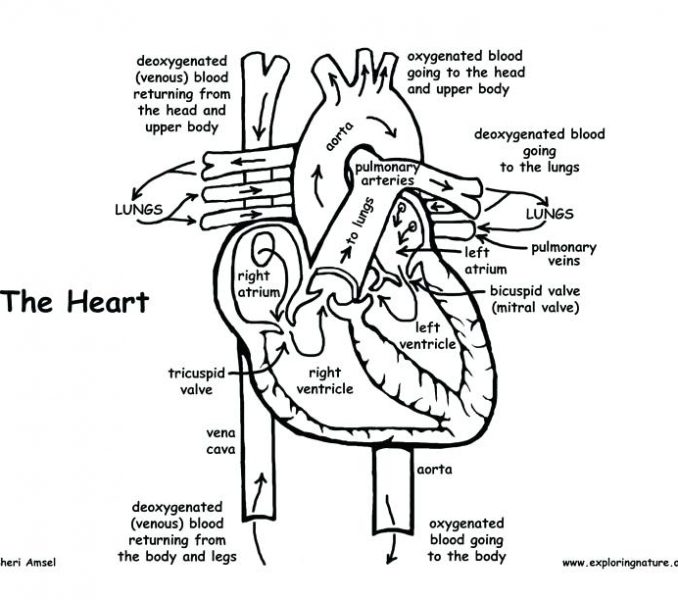 678x600 Coloring Pages Of The Heart Coloring Page