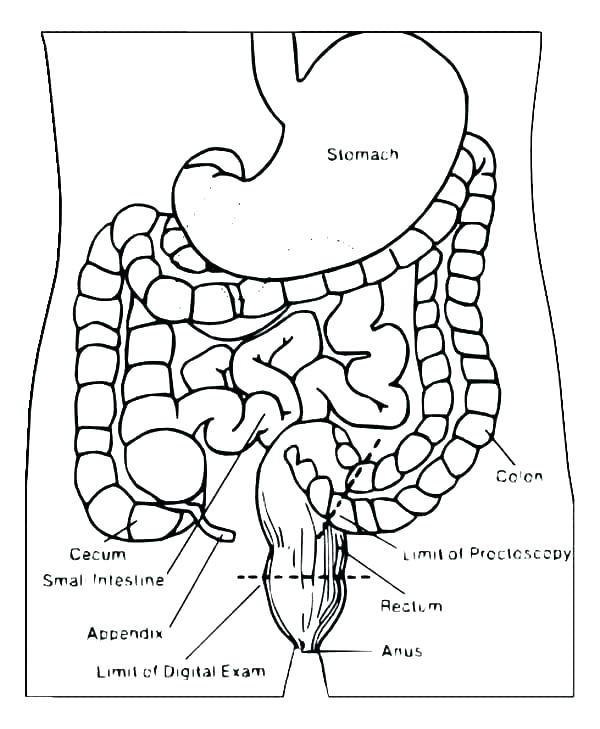 600x729 Digestive System Coloring Pages Muscular System Coloring Pages