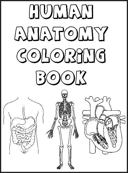 440x594 Human Body Systems Coloring Pages
