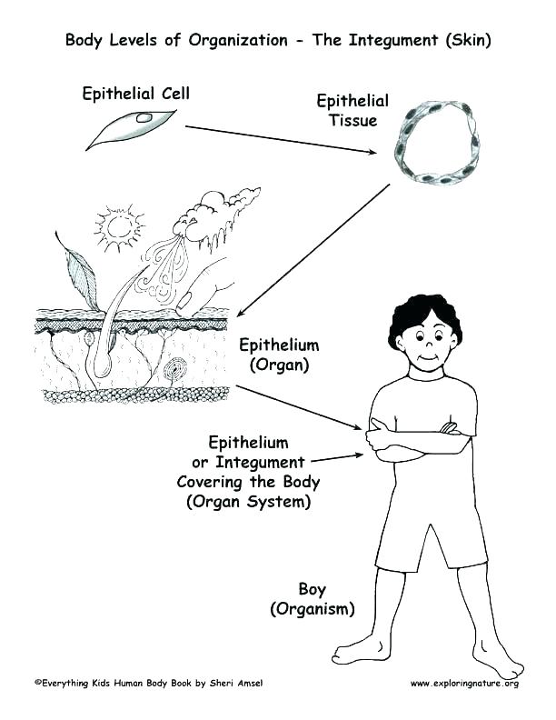 612x792 Body Systems Coloring Pages