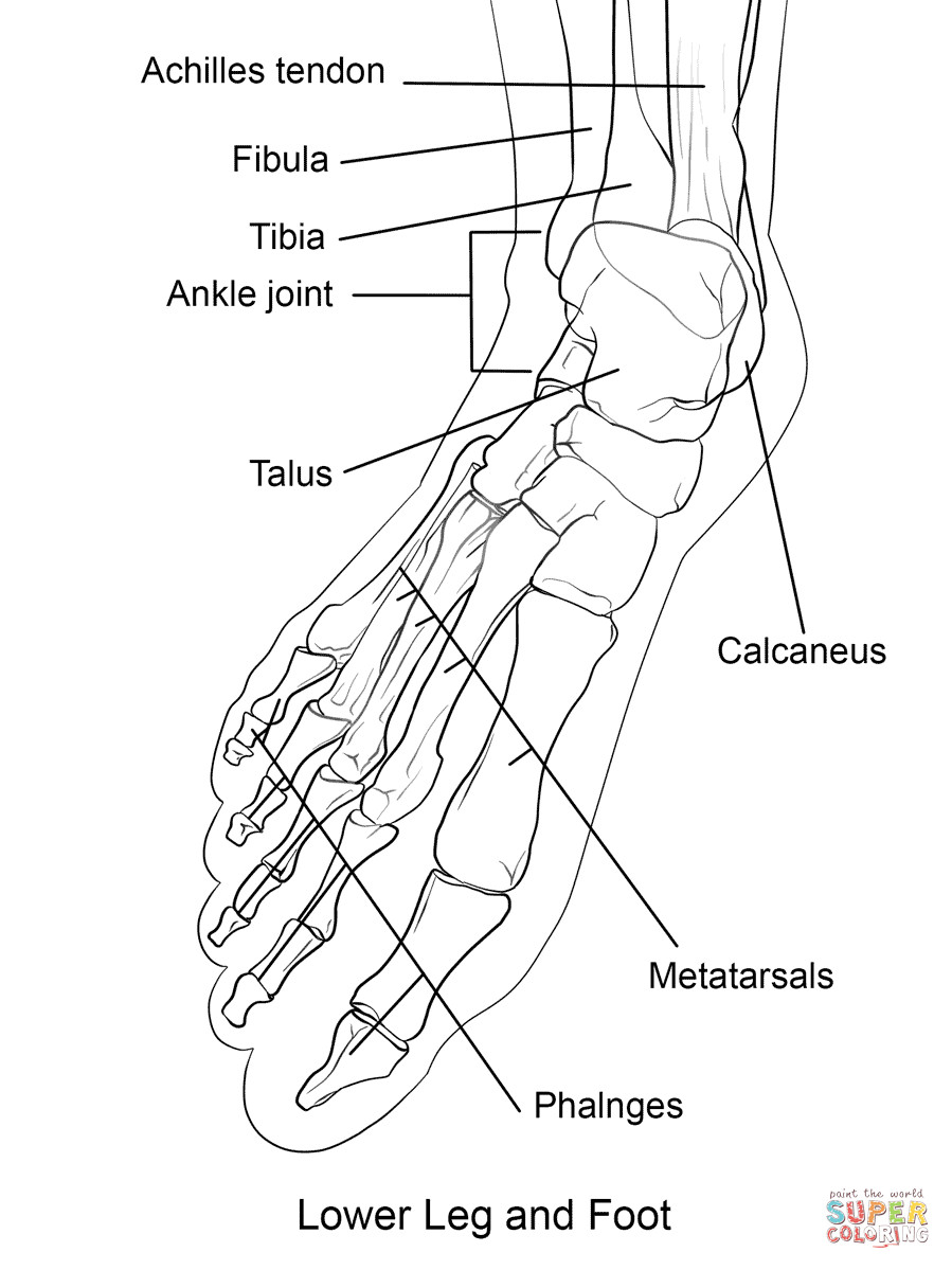 899x1199 Human Foot Bones Coloring Page Free Printable Pages Incredible