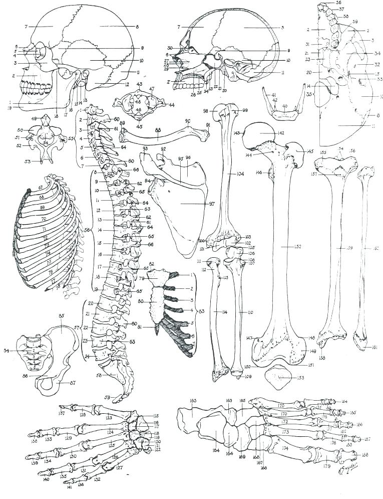 765x995 Bones Coloring Pages