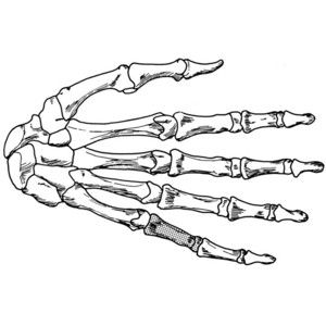 300x300 Coloring Page Hand Skeleton Draw It Skeletons