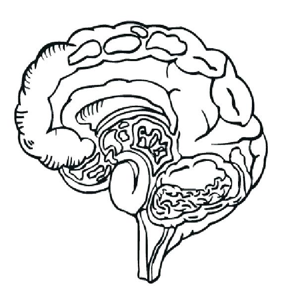 605x590 Brain Coloring Page Brain Coloring Page Coloring Page Brain Bottom