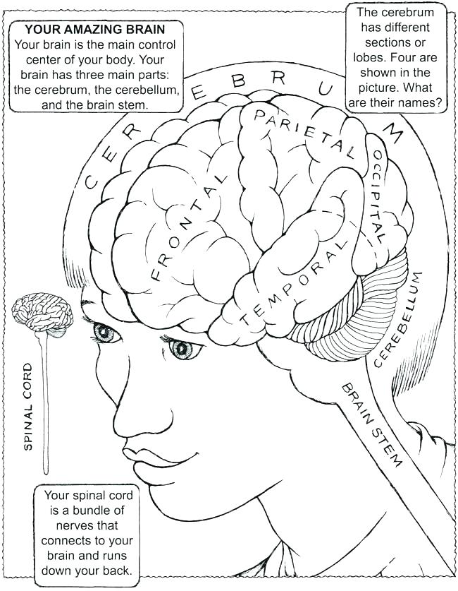 650x837 Brain Coloring Page Brain Coloring Page Human Anatomy Coloring