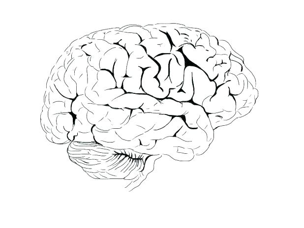 618x464 Brain Coloring Page Brain Coloring Page Images Parts Of The Brain