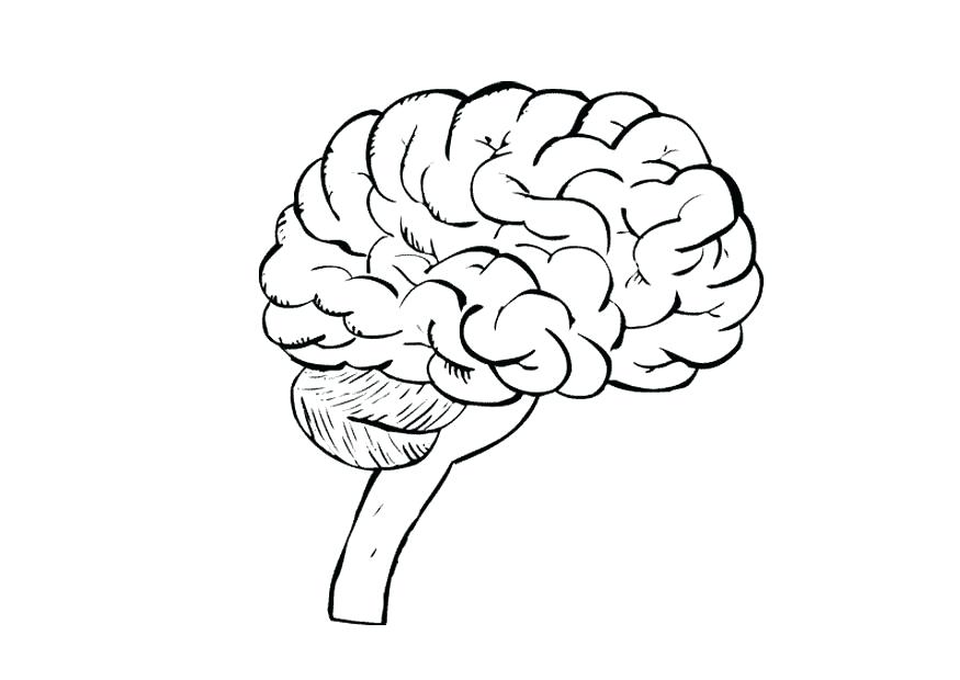 875x620 Human Brain Coloring Worksheet Answers Coloring Page Brain Img