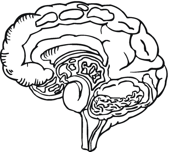 580x524 Human Brain Coloring Page Colour Me Brain, Human