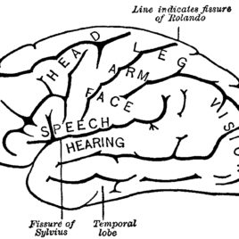 268x268 Rock Brain Coloring Page Kids Drawing And Coloring Pages