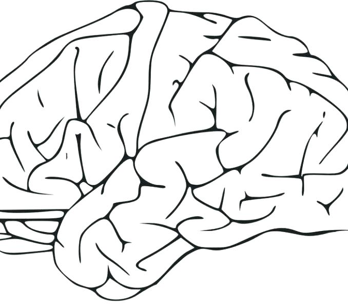 678x600 Human Brain Coloring Book