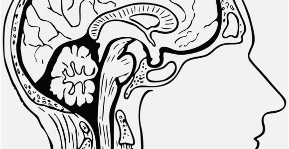 580x300 Human Brain Coloring Page