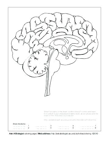 357x462 Brain Coloring Brain Coloring Worksheet Anatomy Coloring Pages