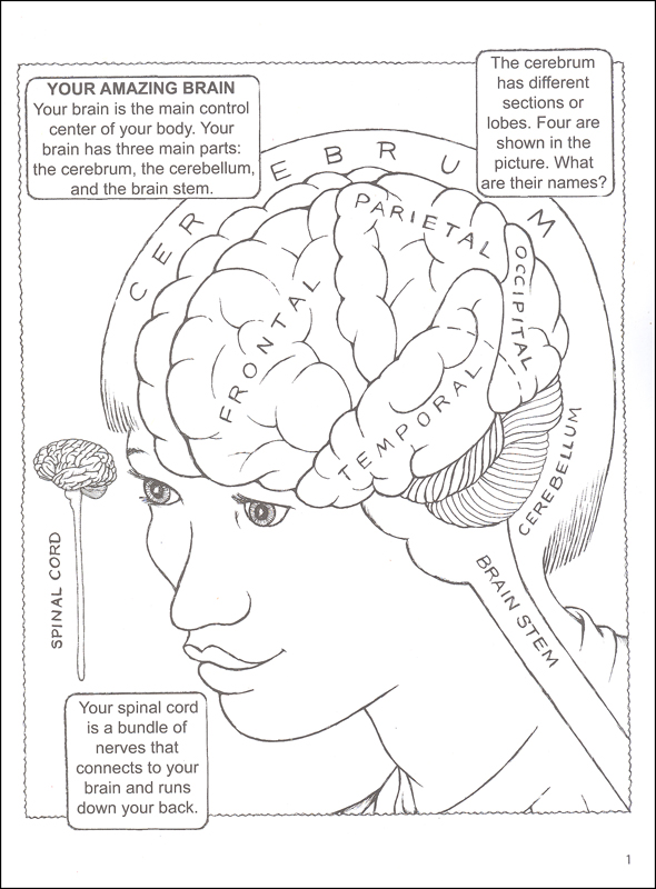 590x800 Brain Coloring Page