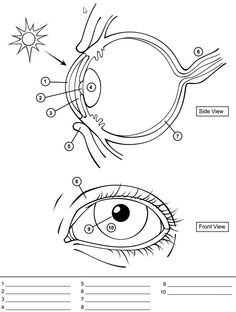 236x312 Human Eye Coloring Page With Labeling From Science