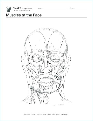 386x500 Human Face Anatomy For Artists