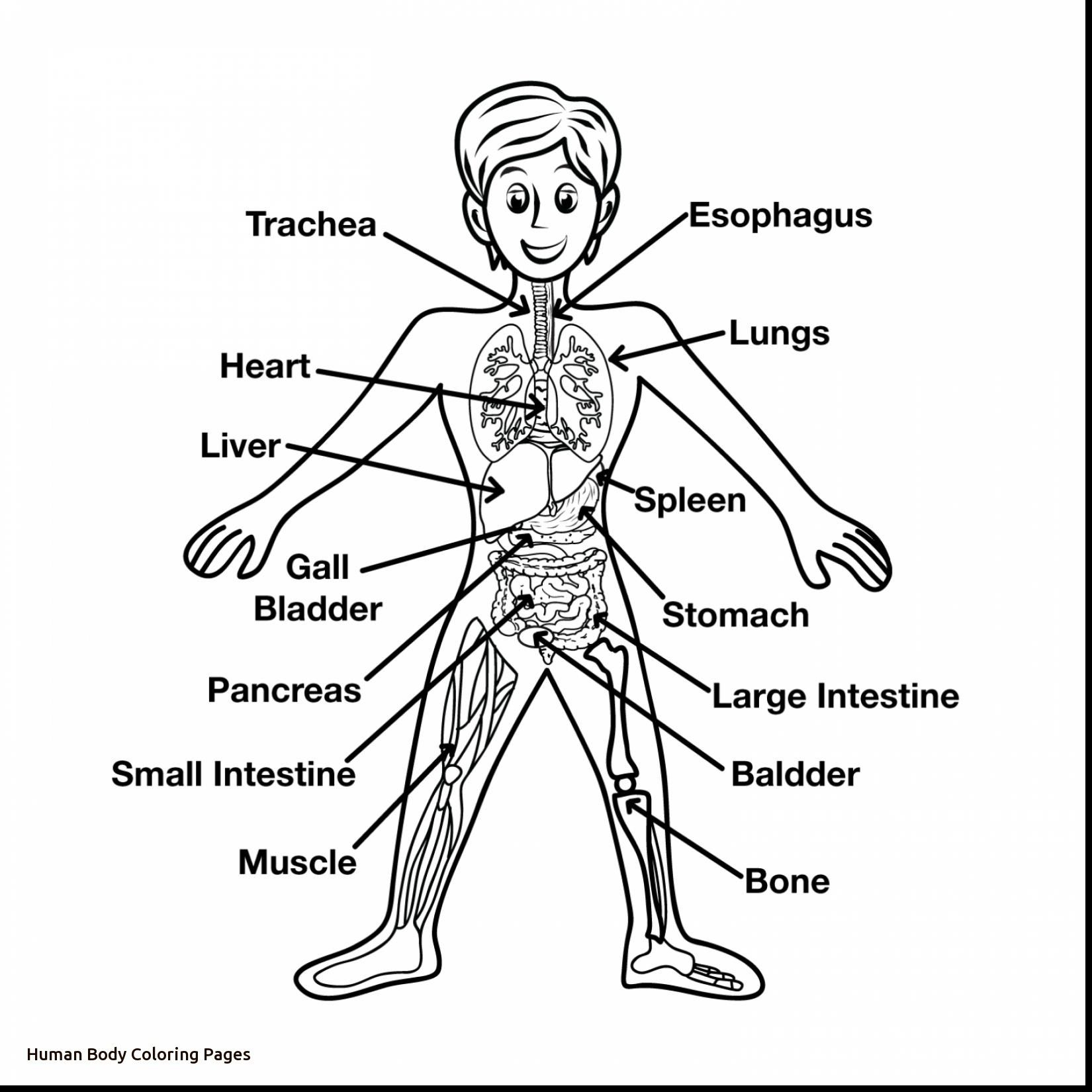 1650x1650 Human Body Coloring Pages Printable Coloring Pages