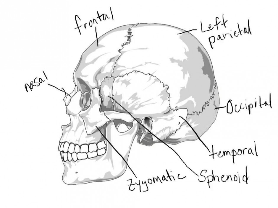 940x705 Human Brain Anatomy Coloring Page Free Printable Coloring Pages