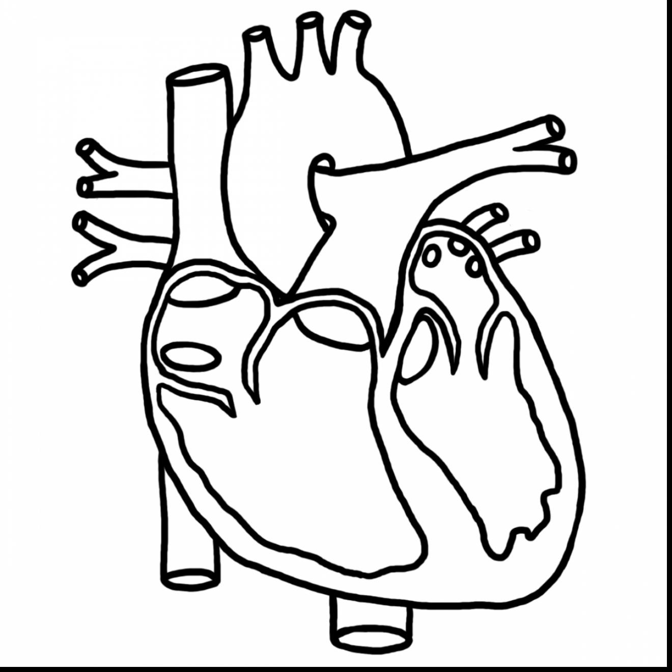 1320x1320 Human Heart Coloring Page