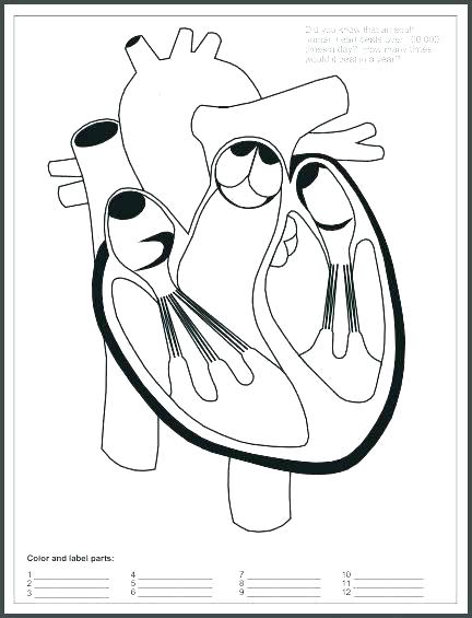 432x565 Human Heart Coloring Page Circulatory System Coloring Page