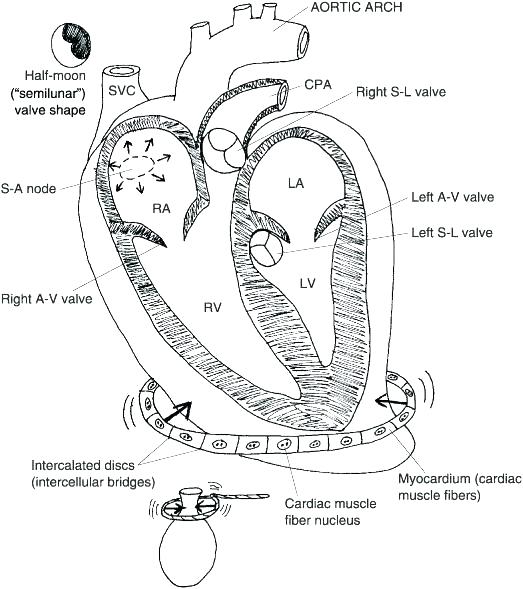 523x589 Human Heart Coloring Pages Pdf Anatomy Page Colo