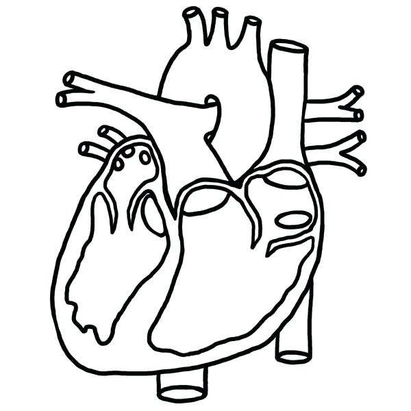 600x600 Anatomy Coloring Book For Kids Also View Larger Heart Picture