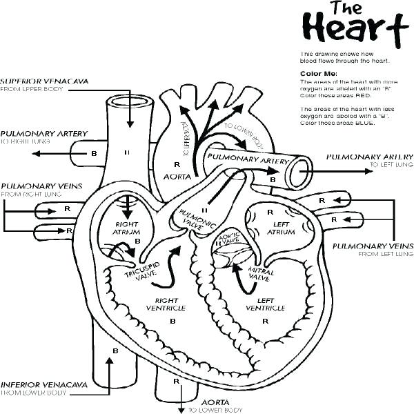 600x600 Free Pri Perfect Free Printable Human Anatomy Coloring Pages