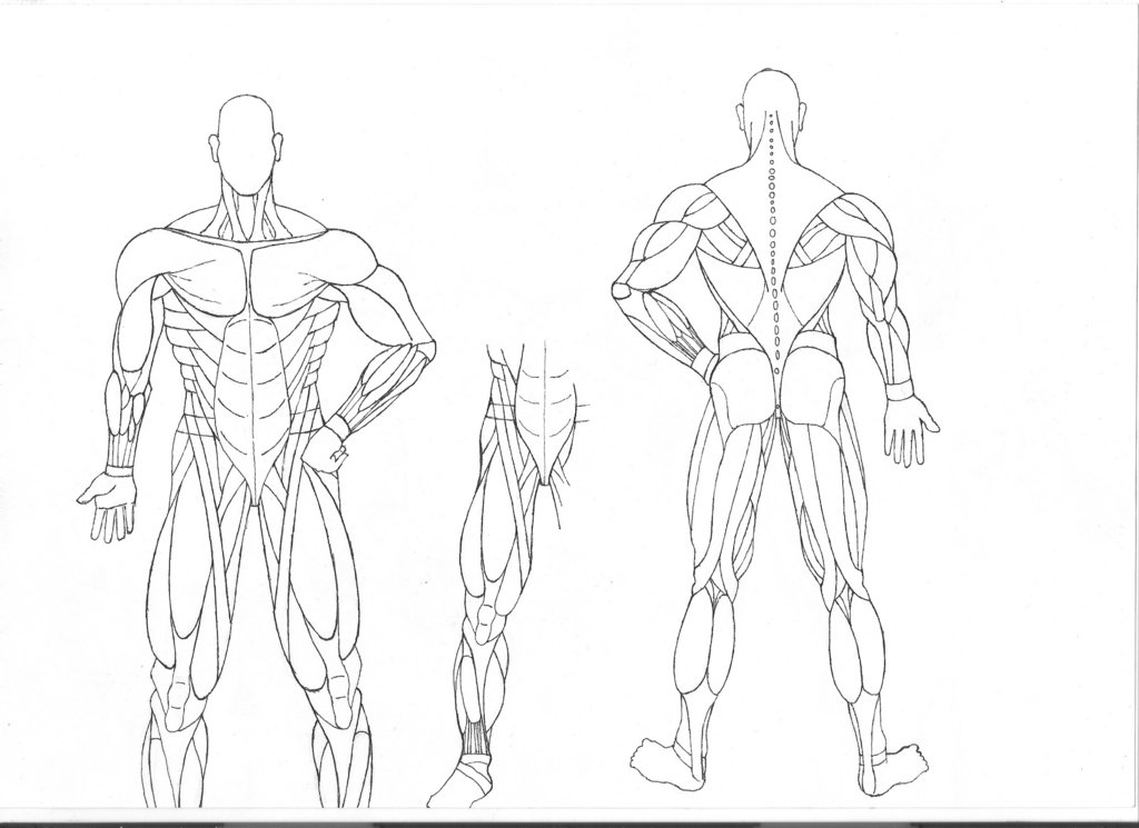 1024x745 Human Anatomy Coloring Pages Muscles Human Anatomy