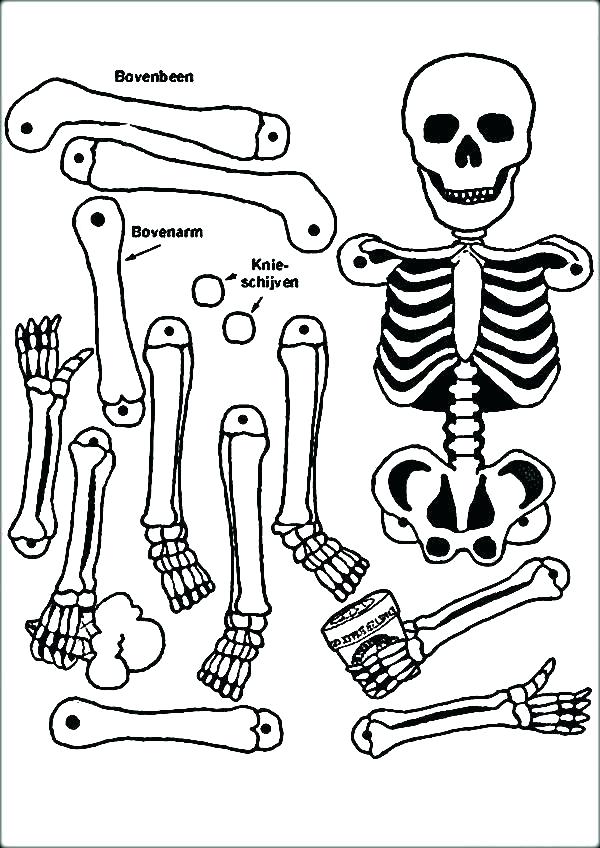 600x848 Anatomy Coloring Sheets