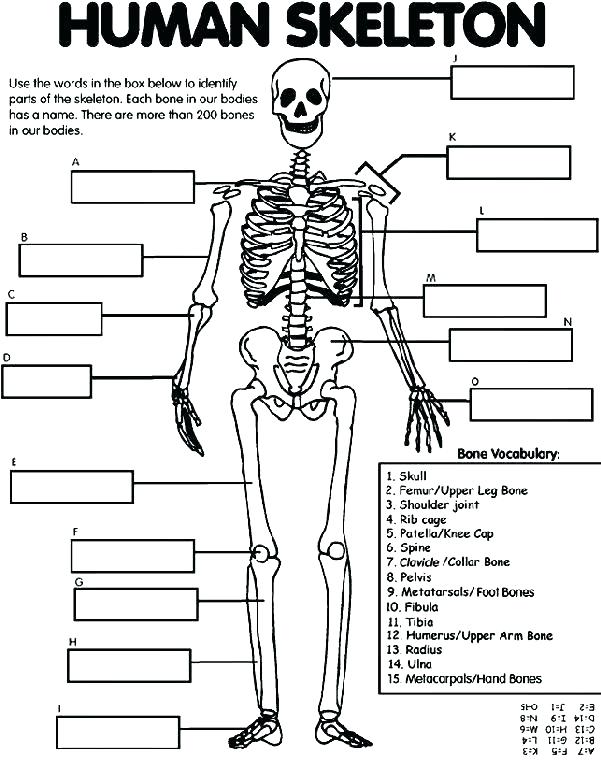 601x762 Free Printable Human Anatomy Coloring Pages