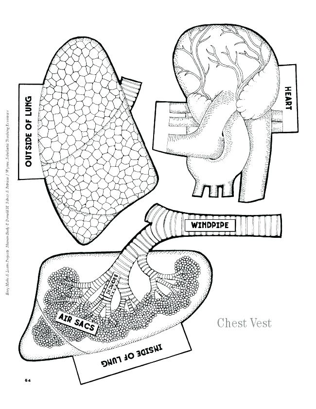 650x841 Anatomy Coloring Pages Anatomy Coloring Pages Of Muscles Anatomy