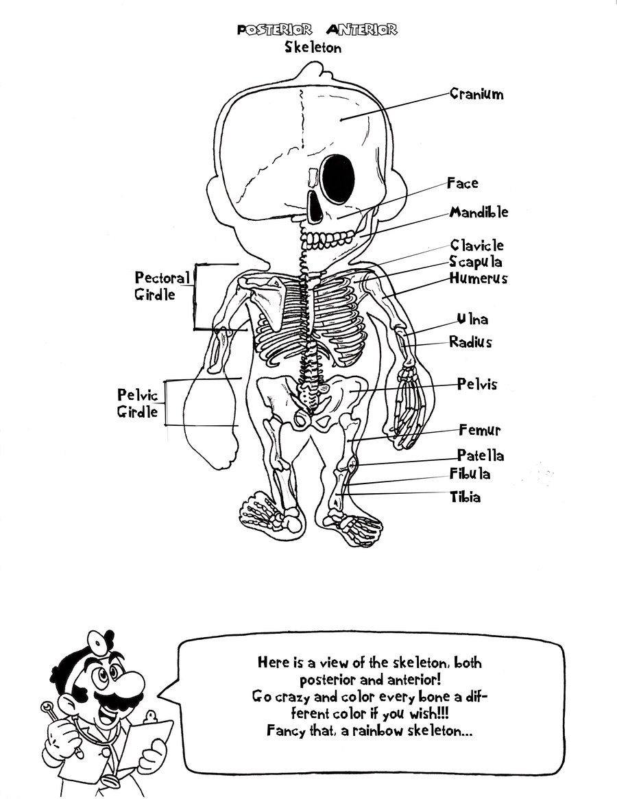 900x1165 Anatomy Coloring Pages Bloodbrothers Me