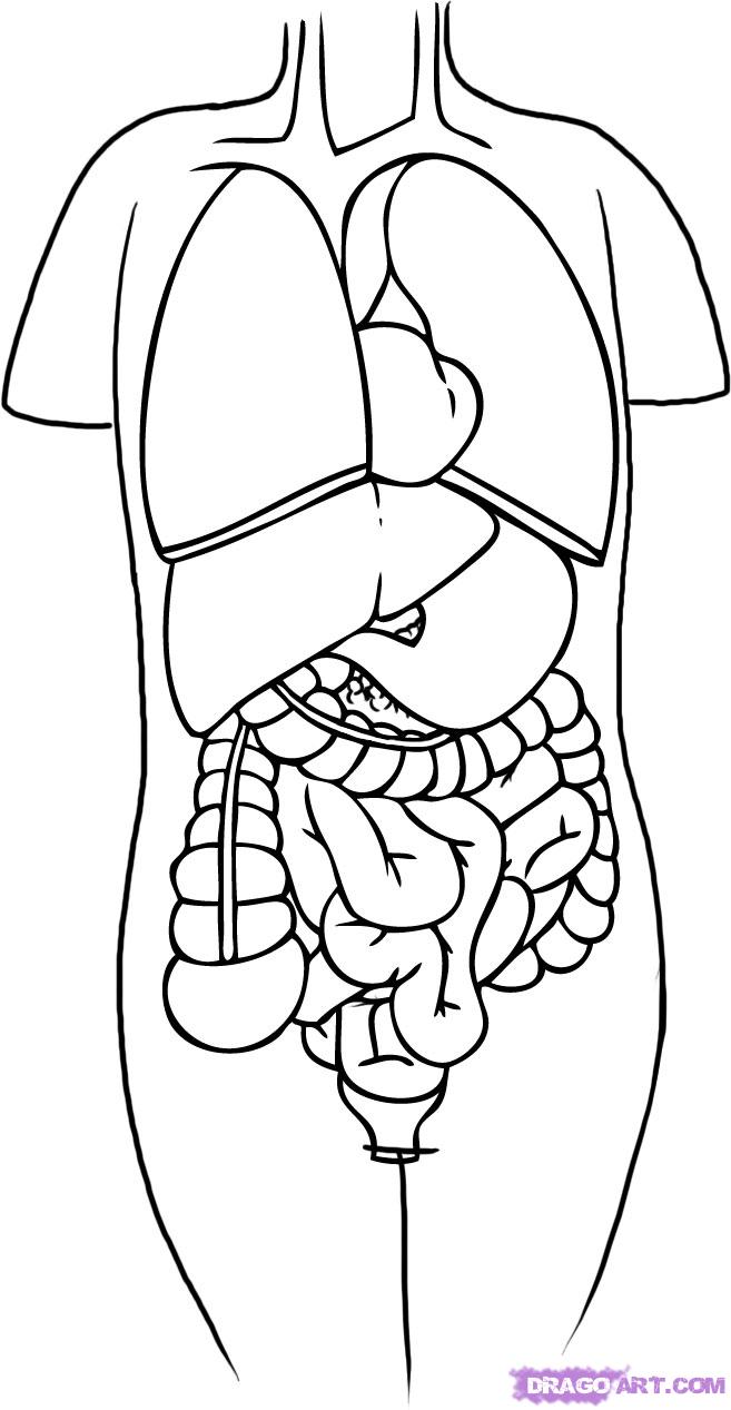 657x1267 Obsession Human Body Coloring Pages Compromise