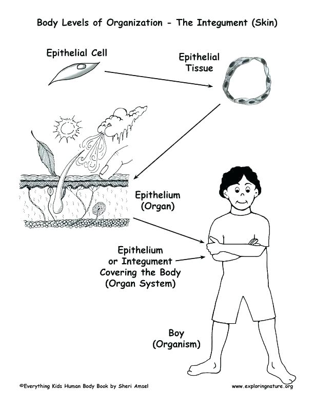 612x792 Printable Human Body Internal Organs Coloring Pages Awesome