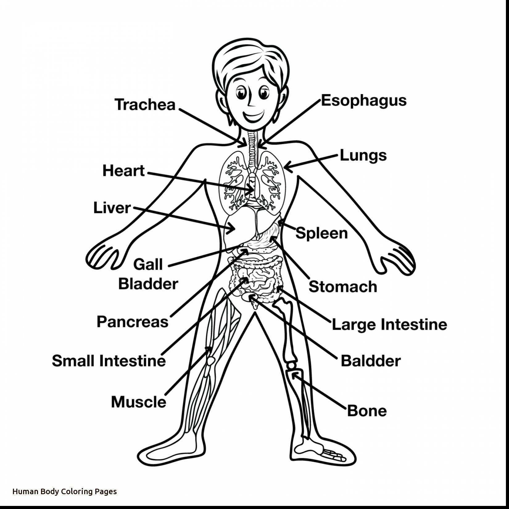 1650x1650 Best The Human Skeleton Coloring Page Medical Art Library Image