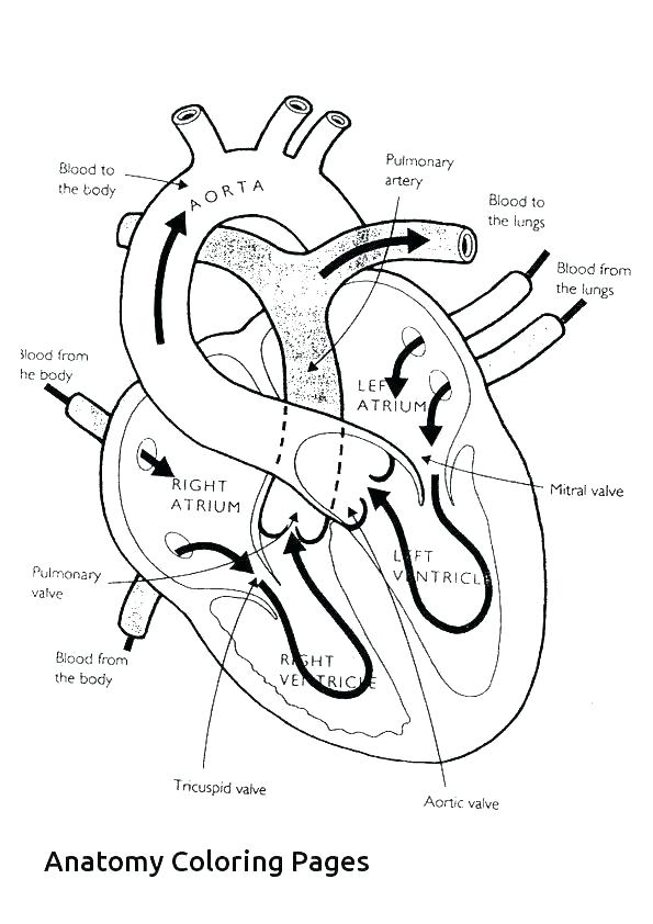 595x842 Human Skeleton Colouring Pages Coloring Page Body Hu