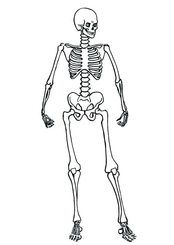 600x847 Skeletal System Coloring Pages Skeleton Coloring Pages Human