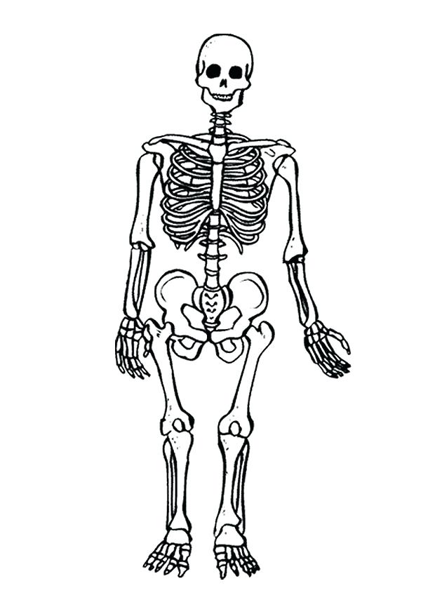 620x875 Skeleton Coloring Page Download Large Image Printable Human