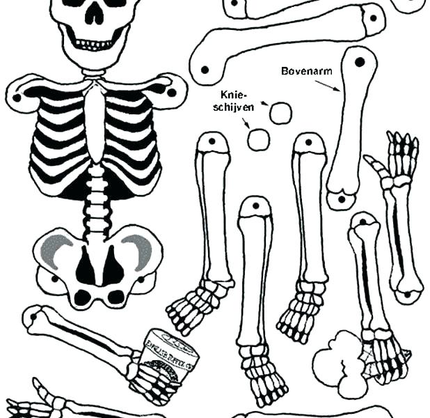 618x600 Human Coloring Pages Detail Coloring Pages Human Skeleton Coloring