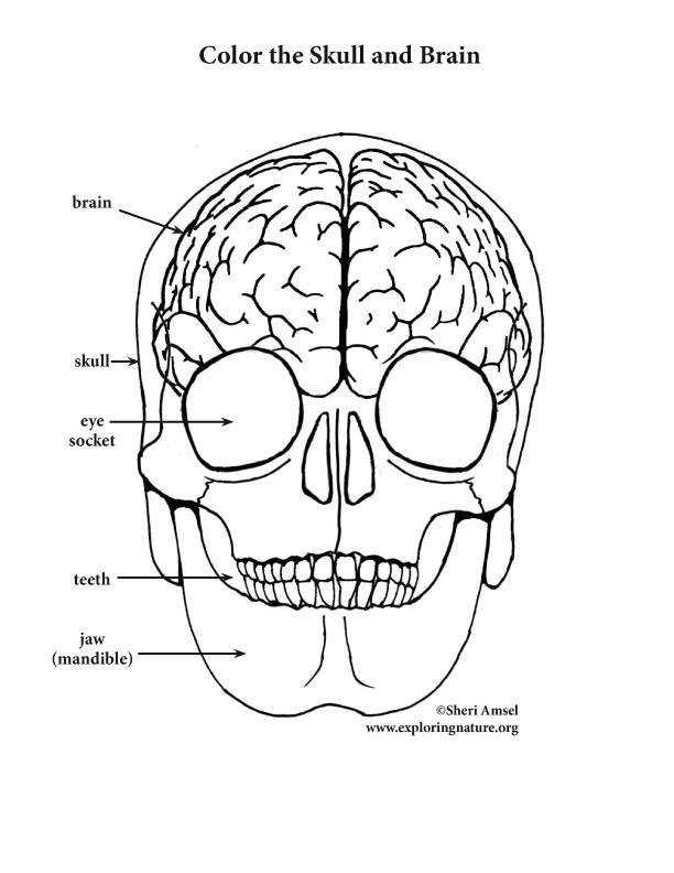 612x792 Brain And Skull Coloring Page