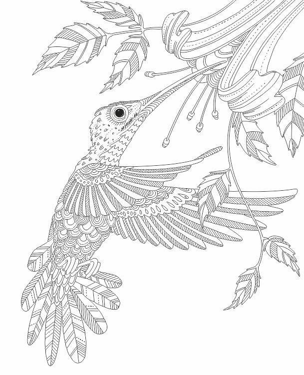 609x751 Peaceful Ideas Hummingbird Animal Coloring Pages Humming Bird