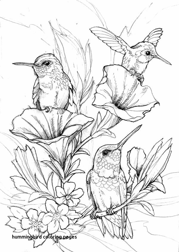 600x843 Hummingbird Coloring Pages