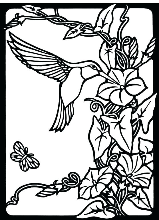 557x770 Hummingbird Coloring Pages Color Book Humming Birds Hummingbird