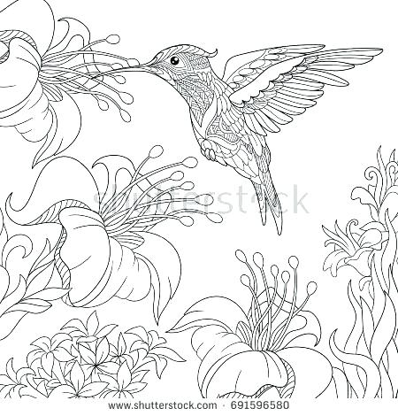 450x470 Hummingbird Coloring Pages Coloring Pages Of Hummingbirds Coloring
