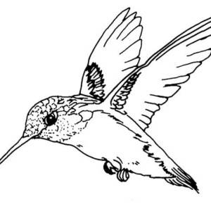 300x300 Ruby Throated Hummingbird Bird Coloring Page Color Luna