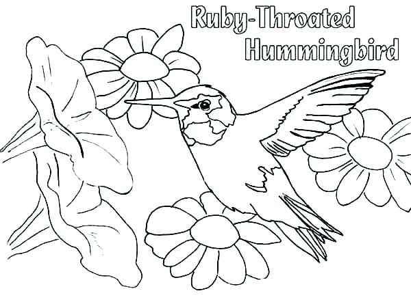 600x445 Coloring Hummingbird Coloring Sheet Pages Of Hummingbirds Page