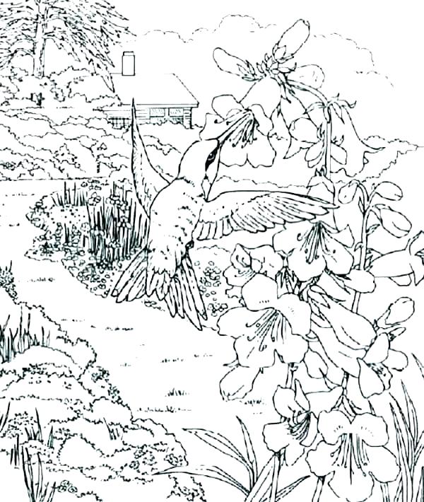 600x710 Hummingbird Coloring Page